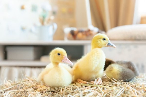 Comment intégrer des éléments en velours dans une garde-robe moderne?